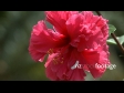 Pacific Hibiscus Flower 227